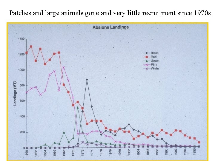 Patches and large animals gone and very little recruitment since 1970 s 