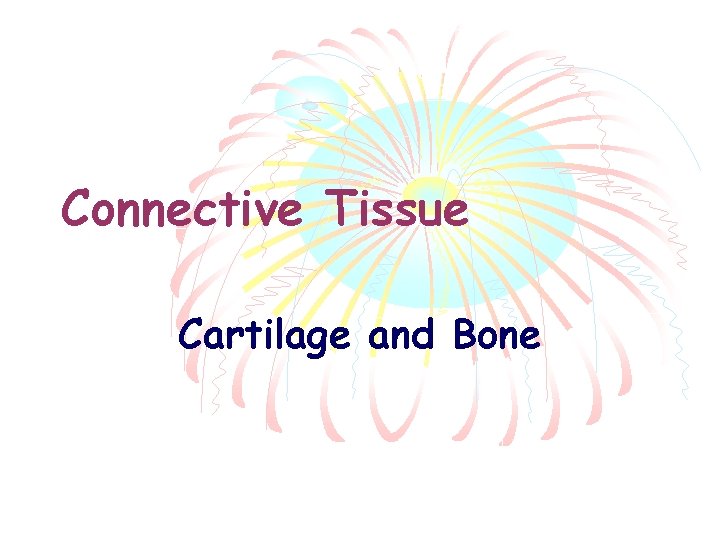 Connective Tissue Cartilage and Bone 