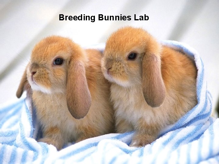 Breeding Bunnies Lab 