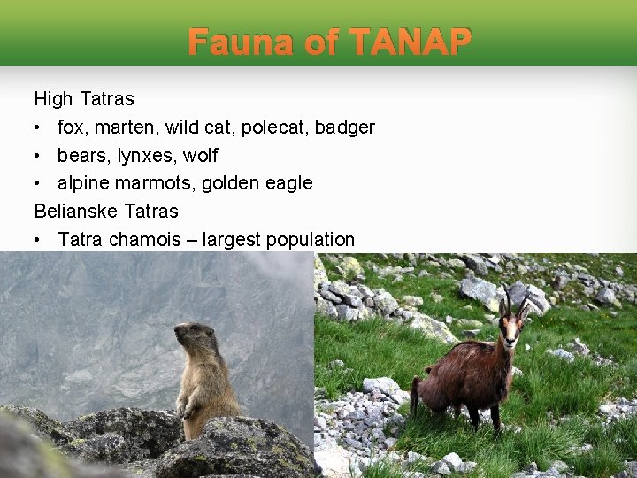 Fauna of TANAP High Tatras • fox, marten, wild cat, polecat, badger • bears,