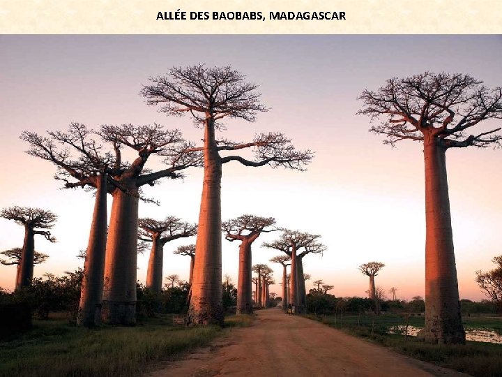 ALLÉE DES BAOBABS, MADAGASCAR 