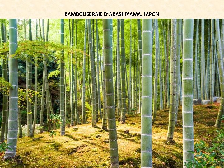 BAMBOUSERAIE D’ARASHIYAMA, JAPON 