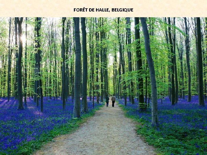 FORÊT DE HALLE, BELGIQUE 