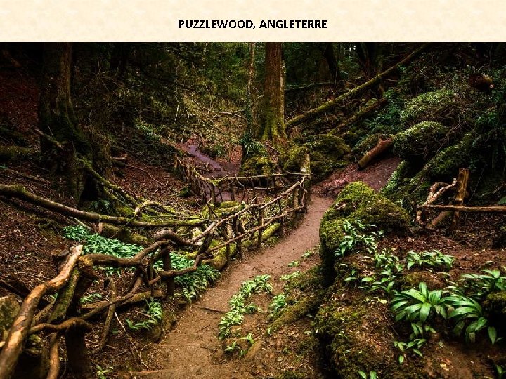 PUZZLEWOOD, ANGLETERRE 