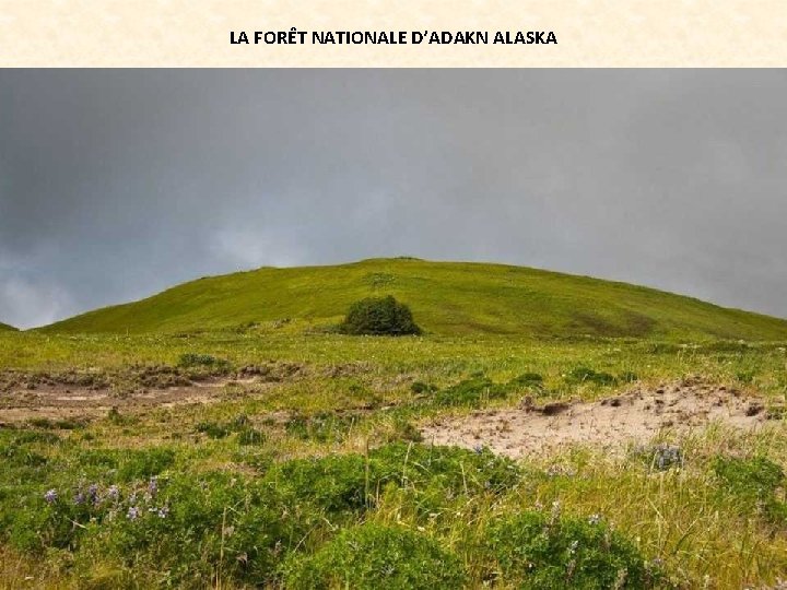 LA FORÊT NATIONALE D’ADAKN ALASKA 