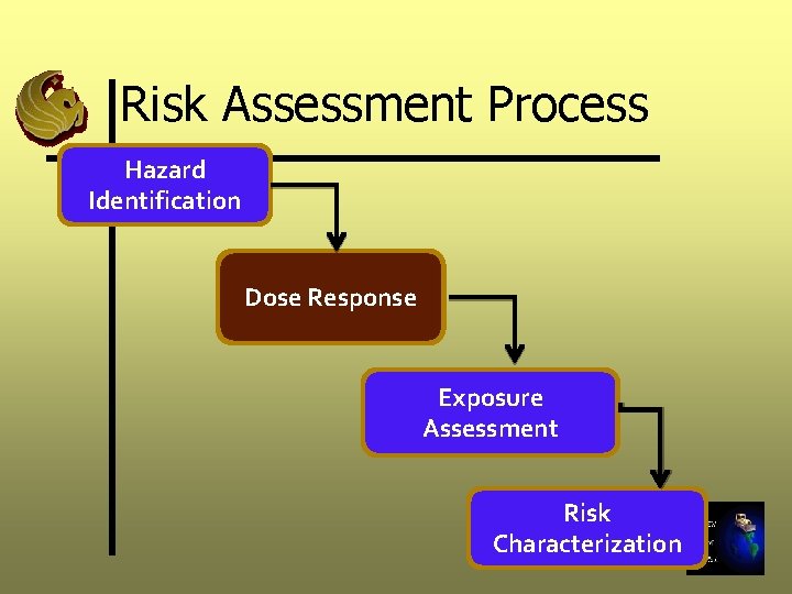 Risk Assessment Process Hazard Identification Dose Response Exposure Assessment Risk Characterization 