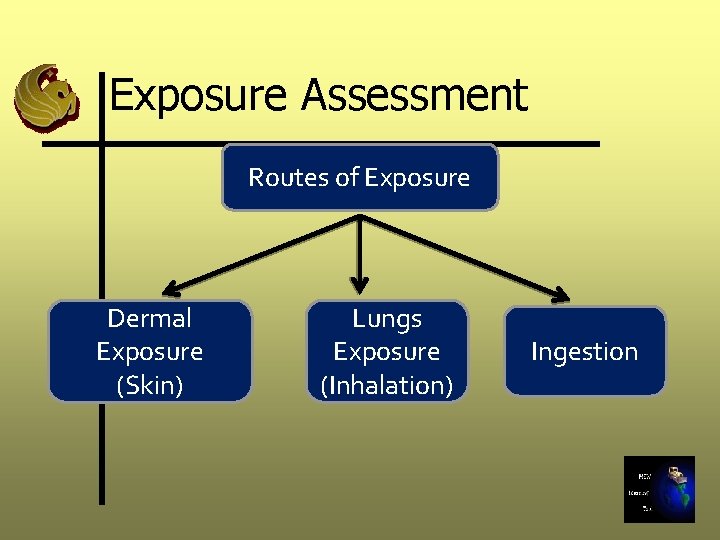 Exposure Assessment Routes of Exposure Dermal Exposure (Skin) Lungs Exposure (Inhalation) Ingestion 