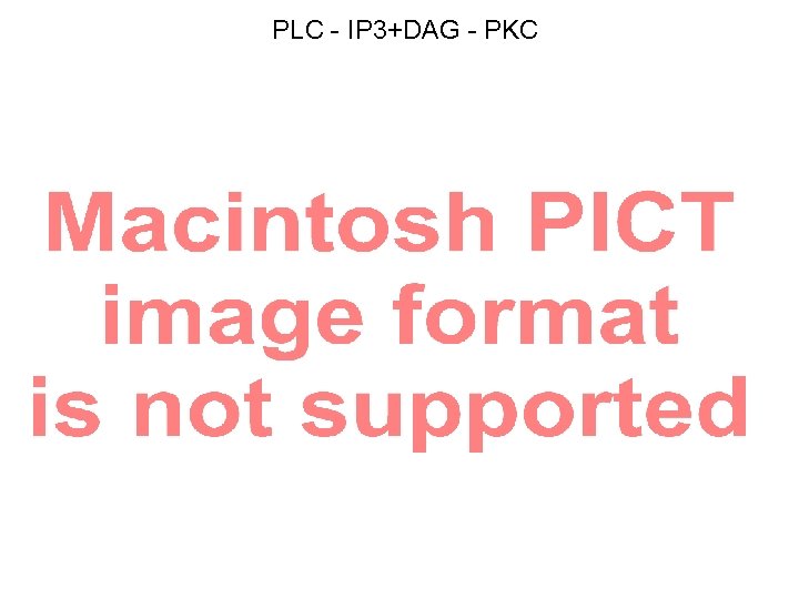 PLC - IP 3+DAG - PKC 