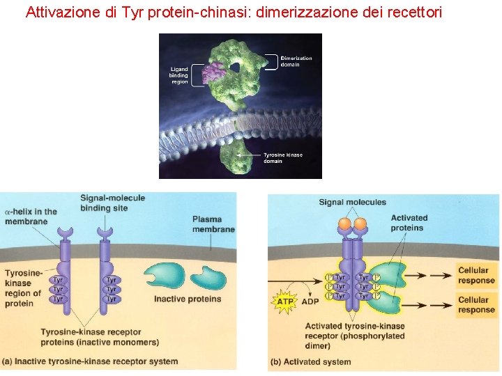 Attivazione di Tyr protein-chinasi: dimerizzazione dei recettori 