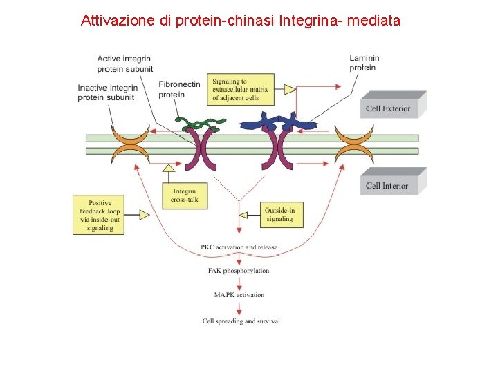 Attivazione di protein-chinasi Integrina- mediata 