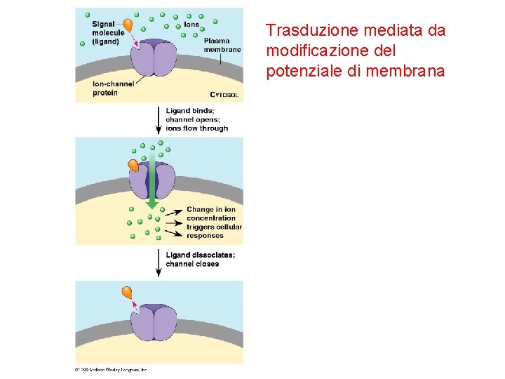 Trasduzione mediata da modificazione del potenziale di membrana 