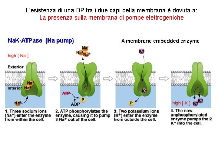 L’esistenza di una DP tra i due capi della membrana è dovuta a: La