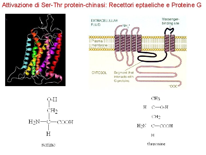 Attivazione di Ser-Thr protein-chinasi: Recettori eptaeliche e Proteine G 