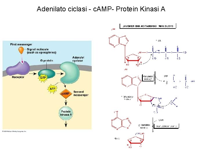 Adenilato ciclasi - c. AMP- Protein Kinasi A 