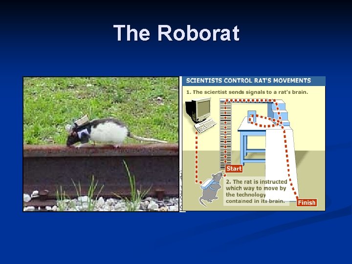 The Roborat 