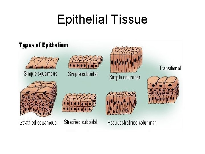 Epithelial Tissue 