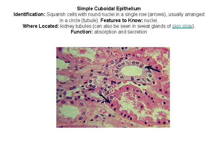 Simple Cuboidal Epithelium Identification: Squarish cells with round nuclei in a single row (arrows),