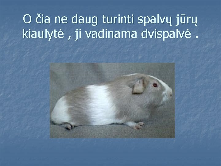 O čia ne daug turinti spalvų jūrų kiaulytė , ji vadinama dvispalvė. 