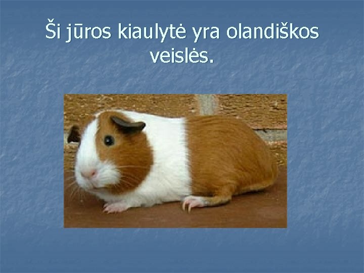 Ši jūros kiaulytė yra olandiškos veislės. 