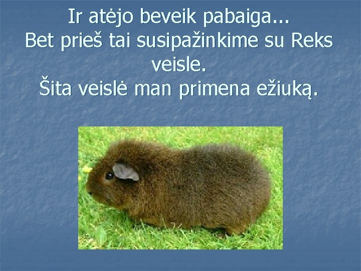 Ir atėjo beveik pabaiga. . . Bet prieš tai susipažinkime su Reks veisle. Šita