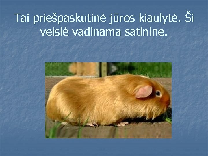 Tai priešpaskutinė jūros kiaulytė. Ši veislė vadinama satinine. 