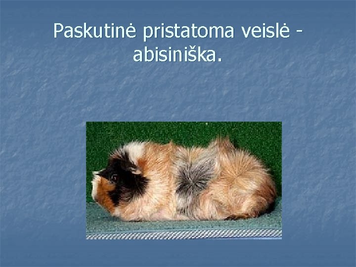 Paskutinė pristatoma veislė abisiniška. 