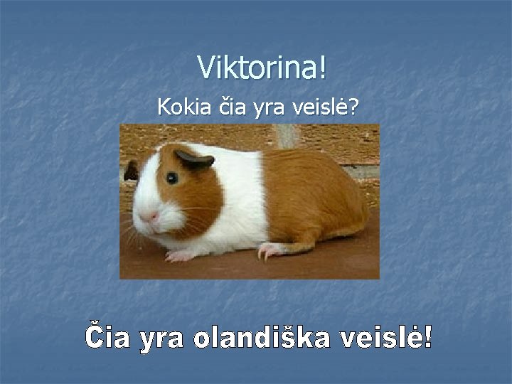 Viktorina! Kokia čia yra veislė? 