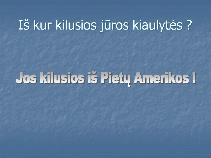 Iš kur kilusios jūros kiaulytės ? 