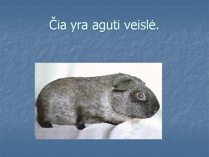Čia yra aguti veislė. 