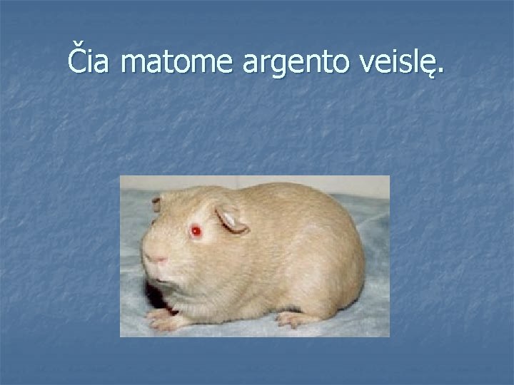 Čia matome argento veislę. 