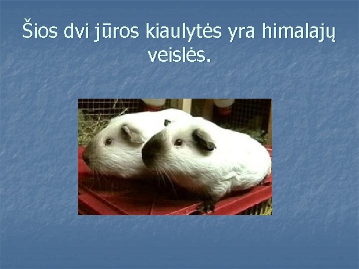 Šios dvi jūros kiaulytės yra himalajų veislės. 