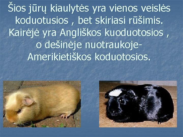 Šios jūrų kiaulytės yra vienos veislės koduotusios , bet skiriasi rūšimis. Kairėjė yra Angliškos
