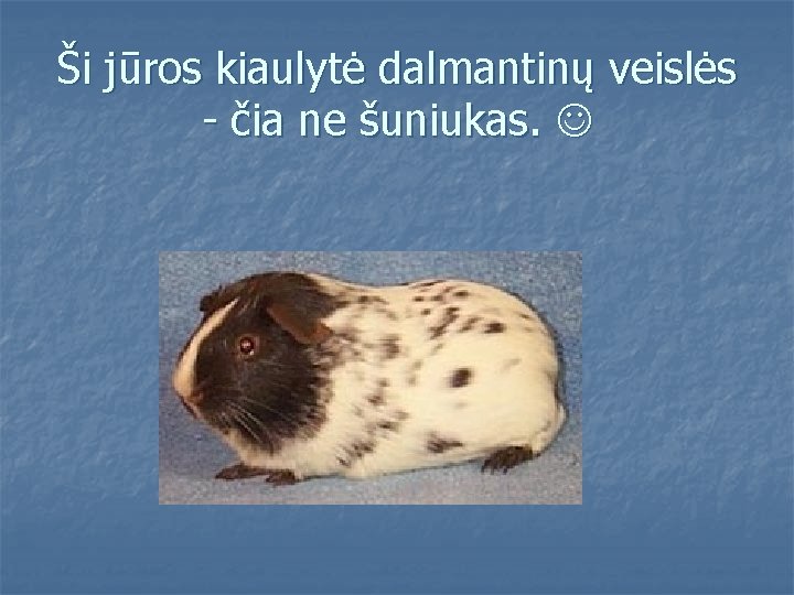 Ši jūros kiaulytė dalmantinų veislės - čia ne šuniukas. 