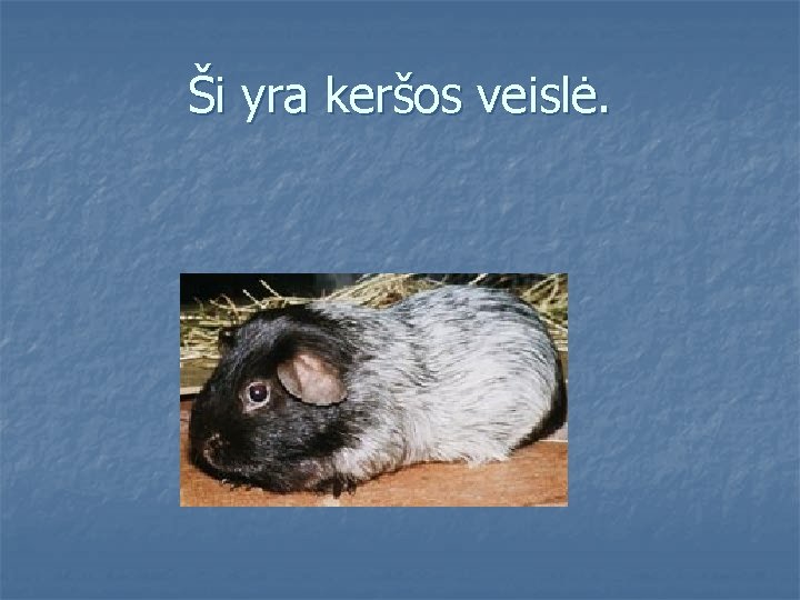 Ši yra keršos veislė. 