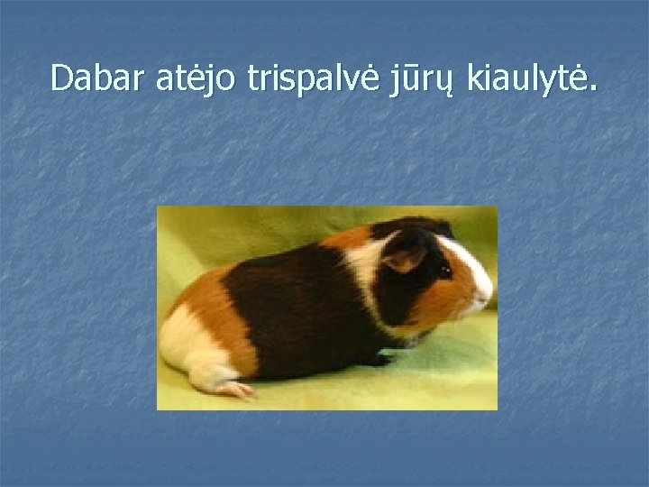 Dabar atėjo trispalvė jūrų kiaulytė. 