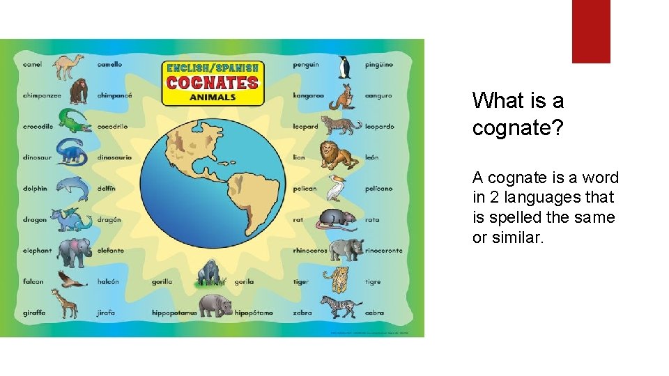 What is a cognate? A cognate is a word in 2 languages that is