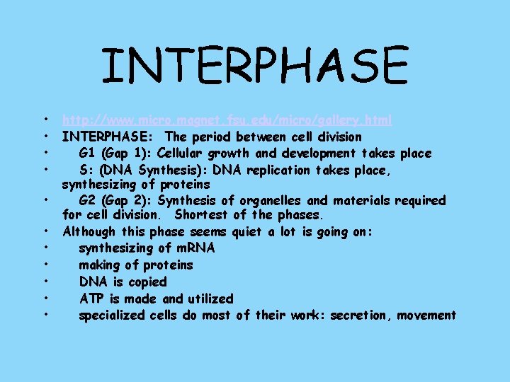 Interphase String Project MITOSIS CYTOKINESIS MITOSIS The nucleus of a cell