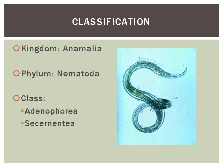 CLASSIFICATION Kingdom: Anamalia Phylum: Nematoda Class: § Adenophorea § Secernentea 