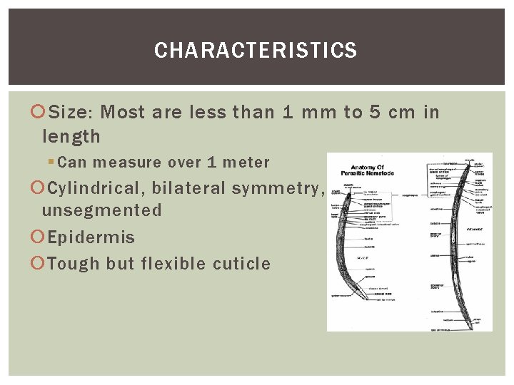 CHARACTERISTICS Size: Most are less than 1 mm to 5 cm in length §
