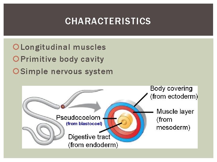 CHARACTERISTICS Longitudinal muscles Primitive body cavity Simple nervous system 