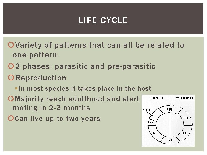 LIFE CYCLE Variety of patterns that can all be related to one pattern. 2