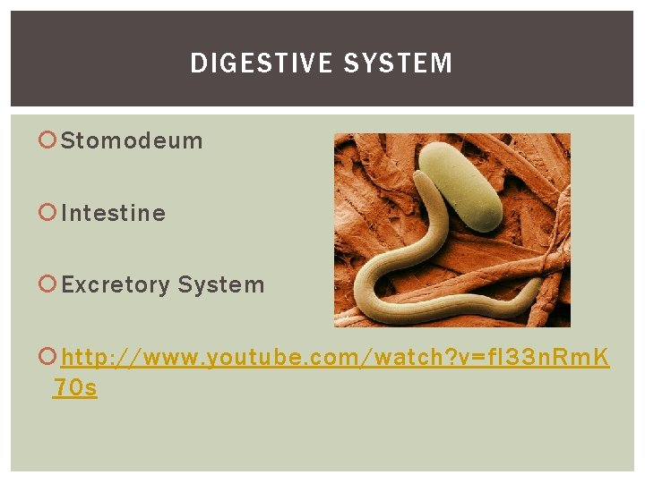 DIGESTIVE SYSTEM Stomodeum Intestine Excretory System http: //www. youtube. com/watch? v=f. I 33 n.