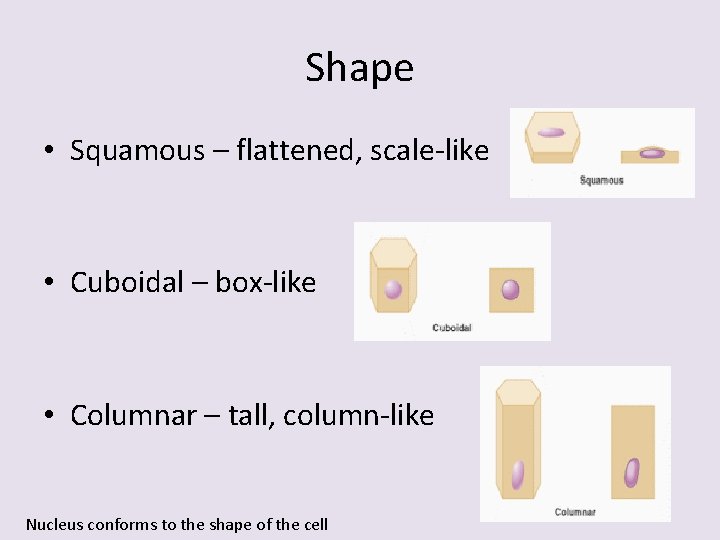 Shape • Squamous – flattened, scale-like • Cuboidal – box-like • Columnar – tall,