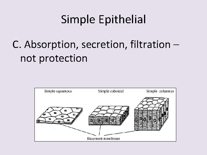 Simple Epithelial C. Absorption, secretion, filtration – not protection 