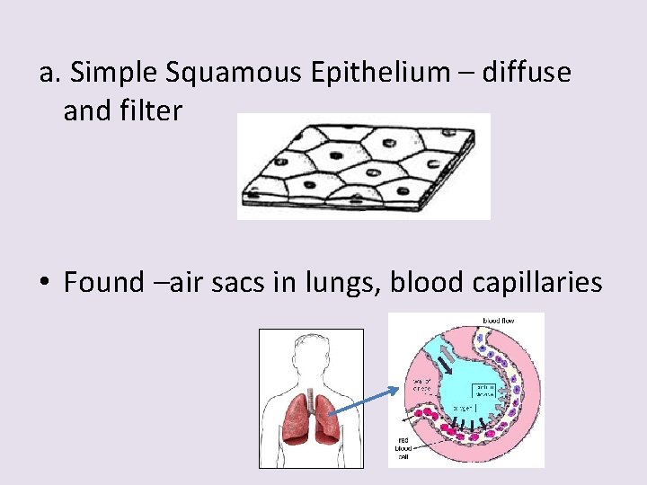 a. Simple Squamous Epithelium – diffuse and filter • Found –air sacs in lungs,