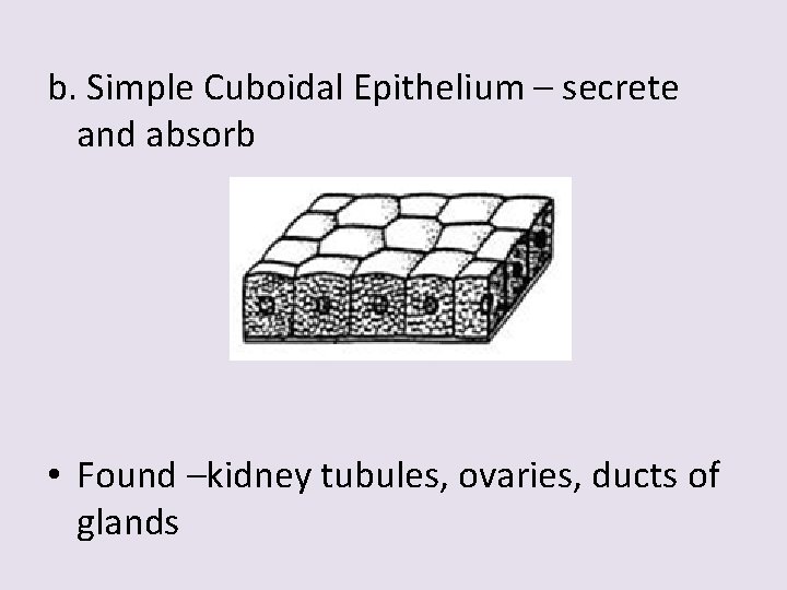 b. Simple Cuboidal Epithelium – secrete and absorb • Found –kidney tubules, ovaries, ducts