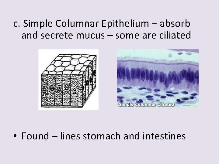 c. Simple Columnar Epithelium – absorb and secrete mucus – some are ciliated •