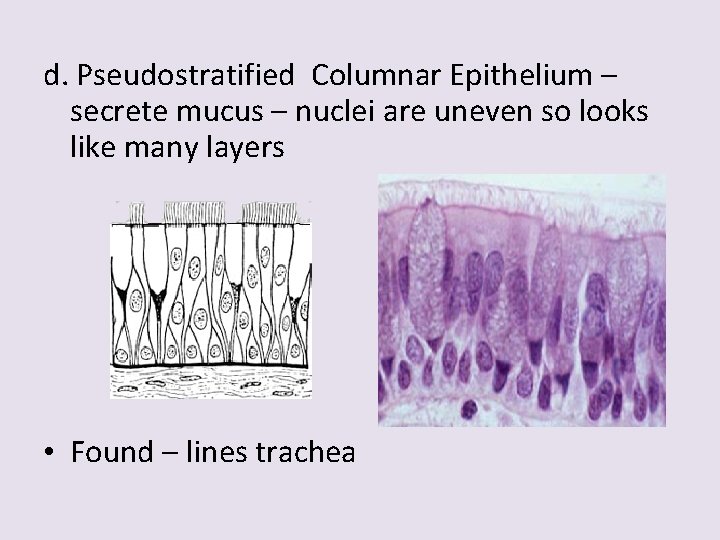 d. Pseudostratified Columnar Epithelium – secrete mucus – nuclei are uneven so looks like