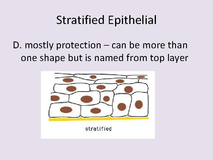 Stratified Epithelial D. mostly protection – can be more than one shape but is