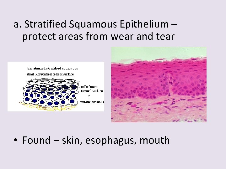 a. Stratified Squamous Epithelium – protect areas from wear and tear • Found –